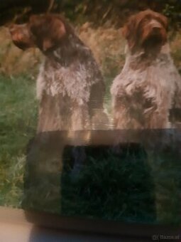 SUCHE EINEN DEUTSCH DRAHTHAAR RÜDEN