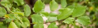 Ulmus pumila ‘Celer’