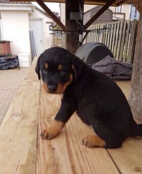 Rottweilerwelpen zu vermitteln.