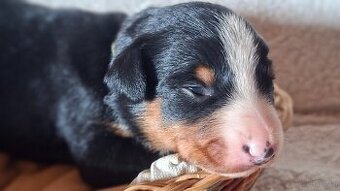 Appenzeller Sennenhund - Welpen mit Stammbaum