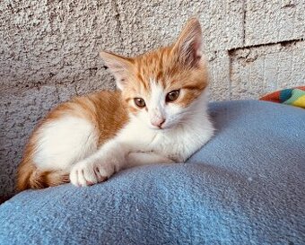 Katze