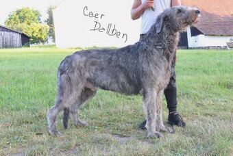 Irischer Wolfshund - Welpen zu verkaufen