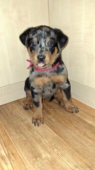 Beauceron mit Stammbaum