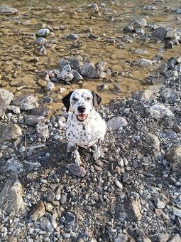 Dalmatiner schweren Herzens abzugeben