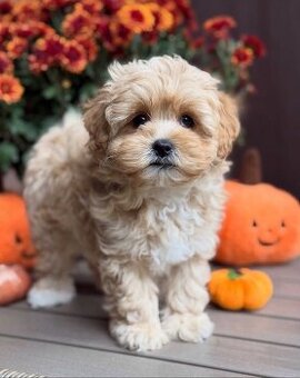 Maltipoo-Welpen zu adoptieren.