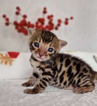 Bengalkätzchen zur Adoption.