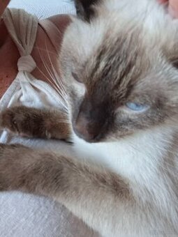 1,5 jährige Siamkatze