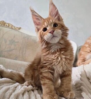 Maine-Coon-Kätzchen zur Adoption.