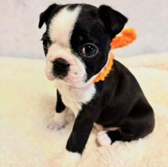 Zwei wunderschöne Boston Terrier suchen ein neues Zuhause