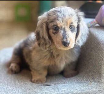 Dackelwelpen zu adoptieren.