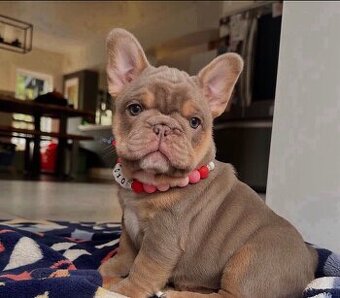 französische Bulldoggenwelpen suchen ein neues Zuhause.