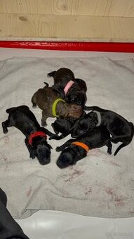 Malinois x Cane Corso Welpen - 1