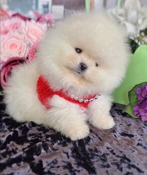 Pomeranian-Welpen zu adoptieren.