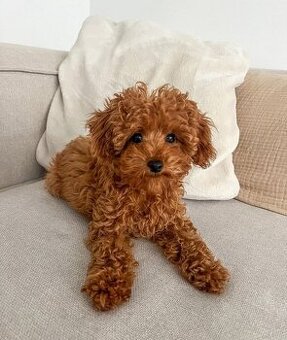 Hübscher Pudelwelpe (Rüde) abzugeben