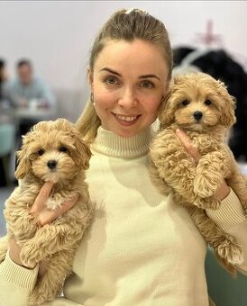 Maltipoo-Welpen (männlich und weiblich) zu adoptieren