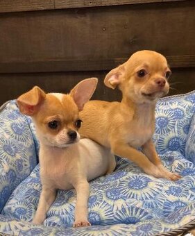 Chihuahua-Welpen zu adoptieren.