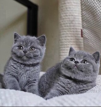 Britisch Kurzhaar-Kätzchen zur Adoption.