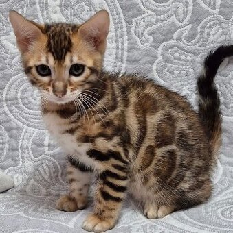 Bengalkätzchen WhatsApp: +436703013912