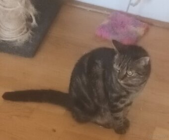 Katze