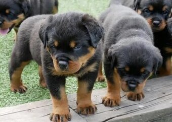 Rottweilerwelpen (Rüden und Hündinnen).