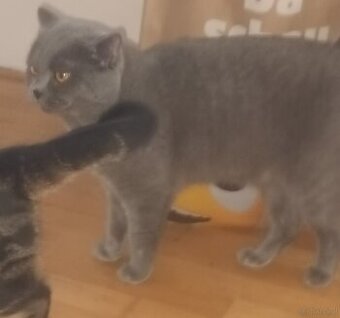 Kater