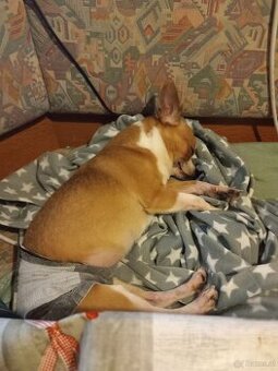 Chihuahua entlaufen 😞