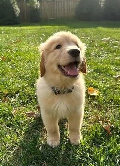 Golden-Retriever-Welpen (Rüden und Hündinnen).