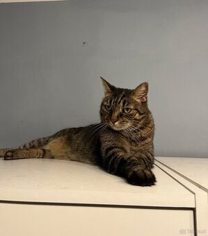 2 Hauskatzen suchen ein liebevolles Zuhause