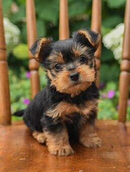 Yorkshire-Terrier-Welpen (Rüden und Hündinnen).