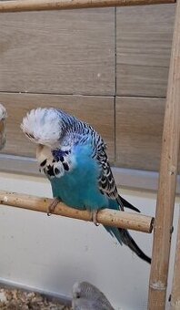 Schau wellensittiche