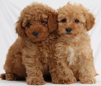 Pudelwelpen (männlich und weiblich).