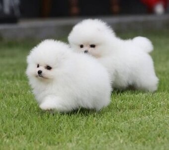 Pomeranian-Welpen (Rüden und Hündinnen).