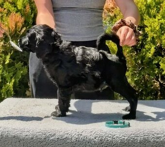 Portuguese Water Dog Puppies
