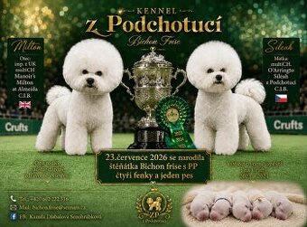 Bichon frise  with pedigree