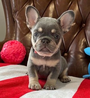 Französische Bulldoggenwelpen (Rüden und Hündinnen).