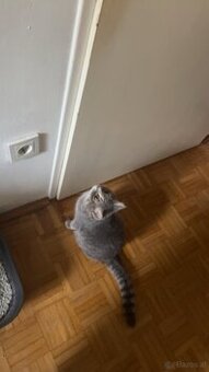 Katze BKH