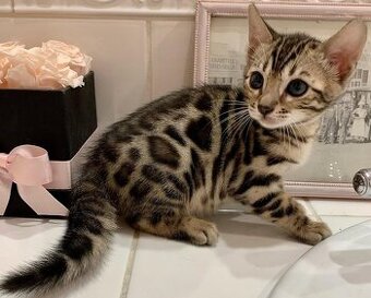 Gute Bengal-Kätzchen. WhatsApp: +436703013912