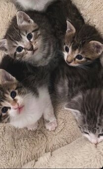 Kitten zu Vergeben