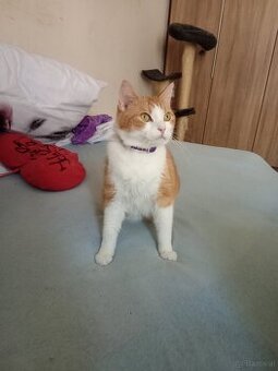 Angi sucht neues zuhause