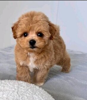 Maltipoo-Welpen zu vermitteln.