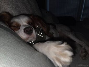 Charlie sucht seinen Herzensplatz 🐶🤍