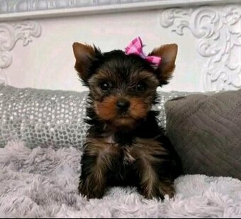 Yorkshire-Terrier-Welpen zu vermitteln.