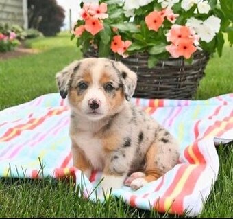 Australische Schäferhundwelpen suchen ein Zuhause