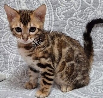 Bengalkätzchen WhatsApp: +436703013912