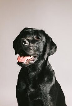 Labrador Deckrüde mit Ahnentafel