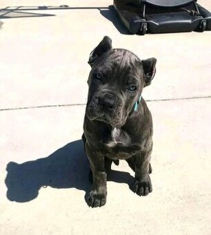 Cane-Corso-Welpen suchen ein neues Zuhause