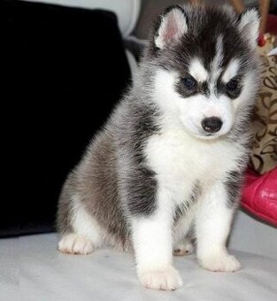 Sibirische Husky-Welpen suchen ein Zuhause.