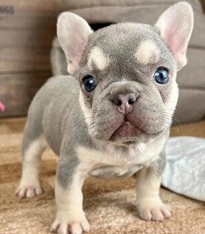 Französische Bulldoggenwelpen (Rüden und Hündinnen)