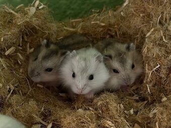 Zwerghamster Babys 6 Stück