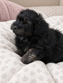 Maltipoo Hündin – sofort abgabebereit